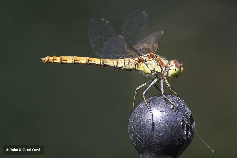 IMG_9647 Sympetrum striolatum female.JPG